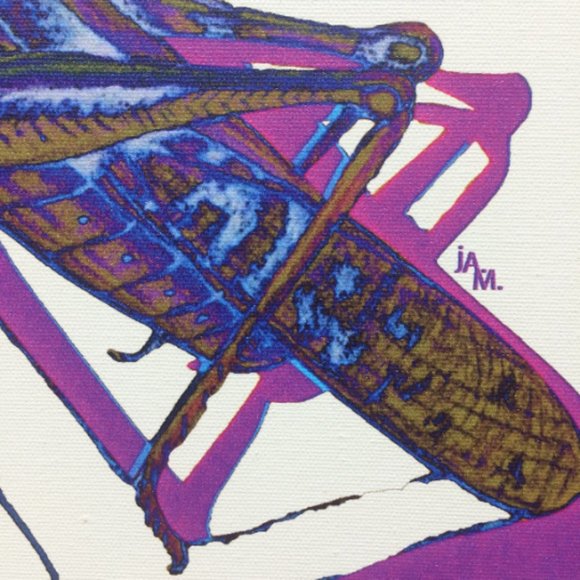 Locust - Original Wall Art print on 12 x 12 canvas - Picture 5 of 6